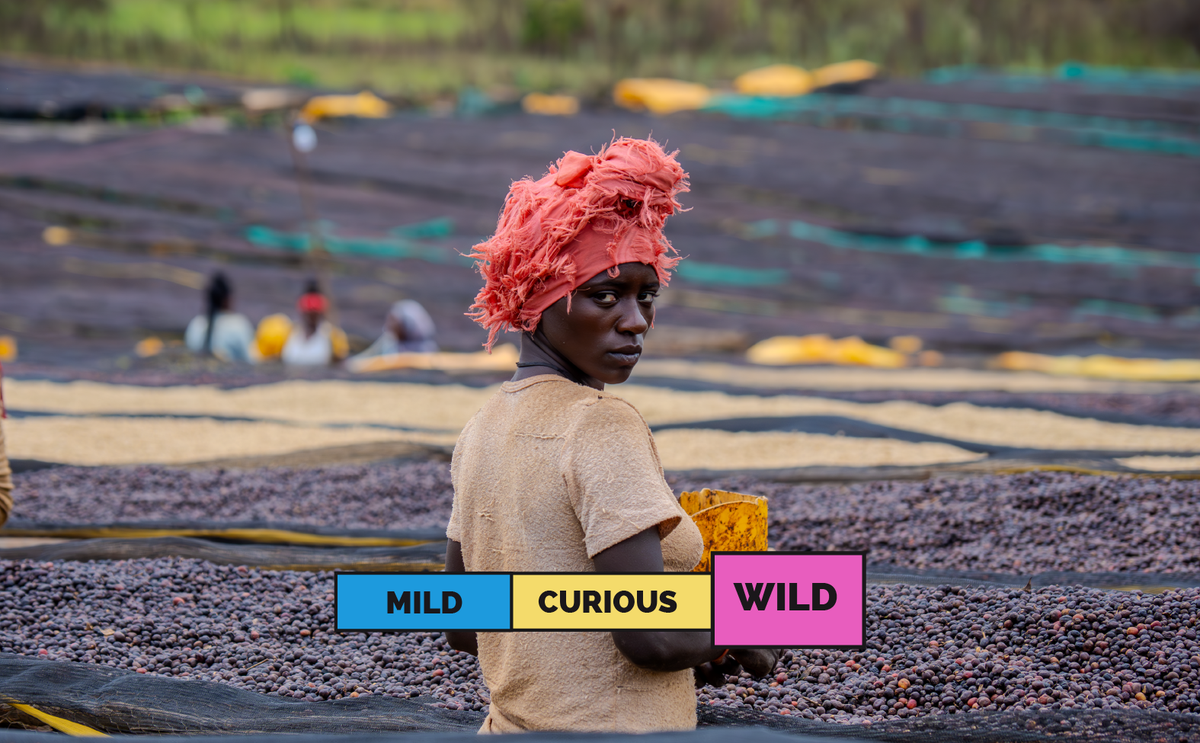 ETHIOPIA | Sidama - Bona Zuria | JARC 74158 | Carbonic Maceration