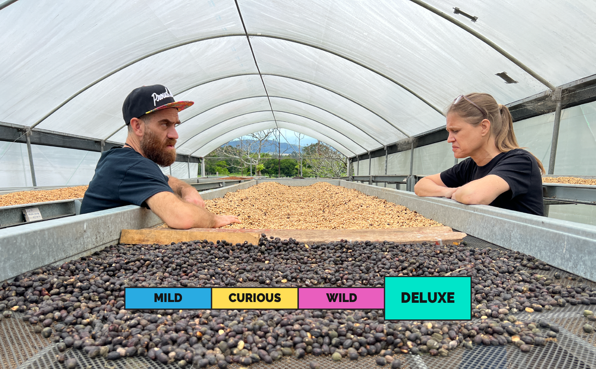 邦楽 LOVE SHOP COLOMBIA - EMERALD GROOVE LIMITED | PANAMA | Hacienda La Esmeralda | Jaramillo | Geisha