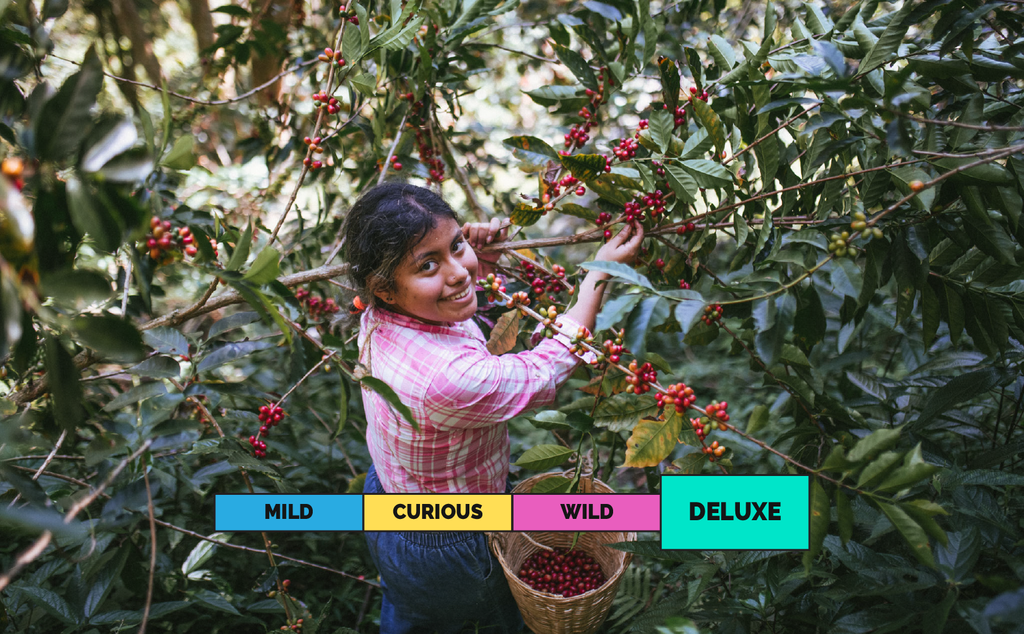 LIMITED | MEXICO | Bruju Finca | Geisha | Lactic Black Honey