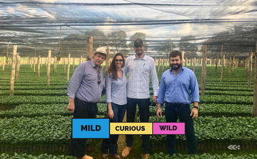 BRAZIL | Rio Brilhante | Red Catuai & Mundo Novo | Natural