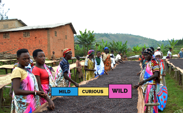 BURUNDI | Bavyeyi IV | Bourbon | Natural