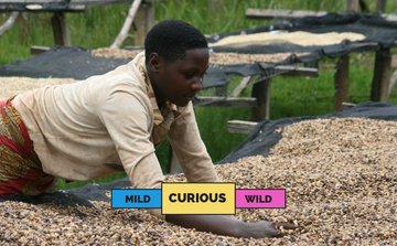 BURUNDI | Kibingo | Bourbon | Honey