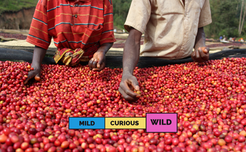 BURUNDI | Kibingo | Bourbon | Natural