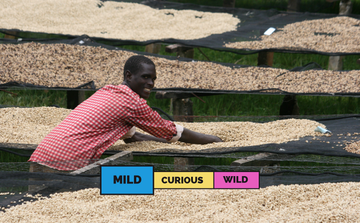 BURUNDI | Kibingo | Bourbon | Washed