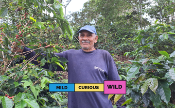 ECUADOR | Tesoro de Zumba | Typica Mejorada & Bourbon | Natural