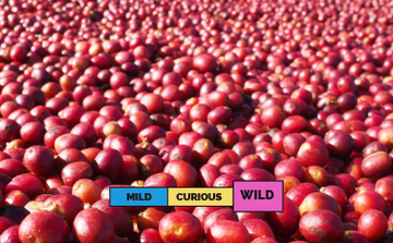 ETHIOPIA | Banko Gotiti | Heirloom | Natural