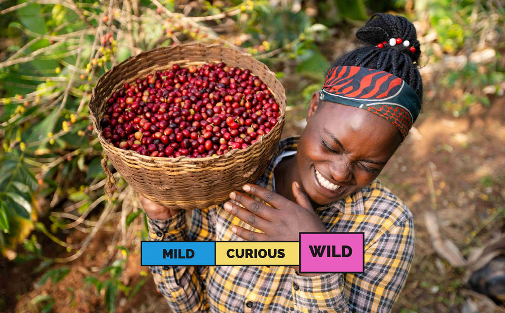 ETHIOPIA | Shantawene | Heirloom | Fruit Mosto Natural