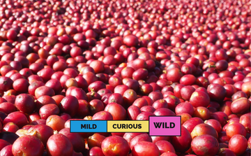 ETHIOPIA | Yirgacheffe Adado | Heirloom | Natural