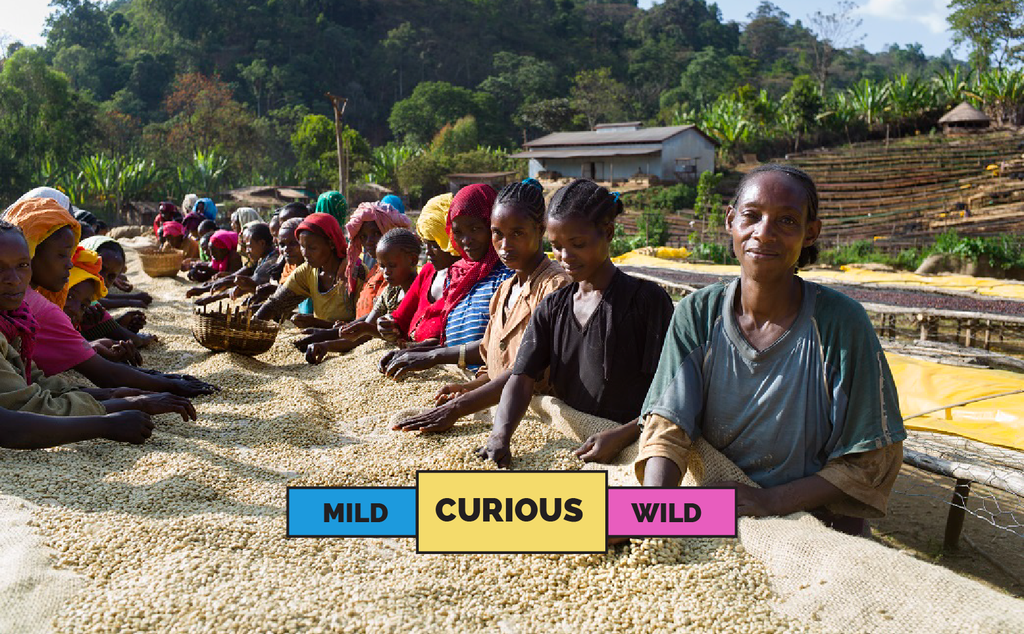 ETHIOPIA | Banko Gotiti | Heirloom | Washed