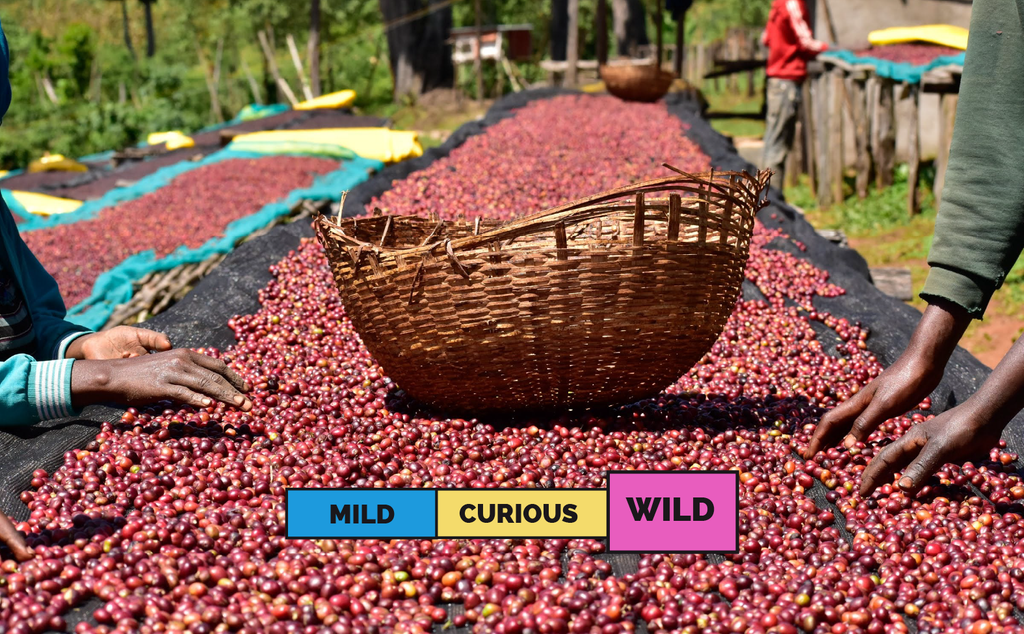 ETHIOPIA | Benti Nenka | Heirloom | Natural
