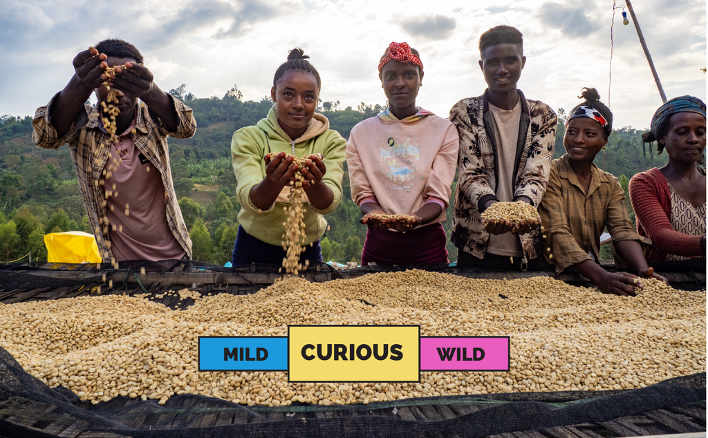 ETHIOPIA | Haro Wachu | Heirloom | Washed