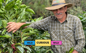 GUATEMALA | Las Moritas | Red Pacamara | Washed