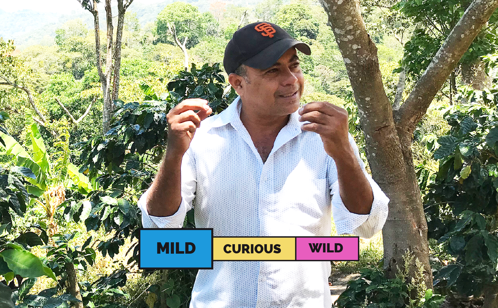 NICARAGUA | Monte Libano | Caturra | Washed