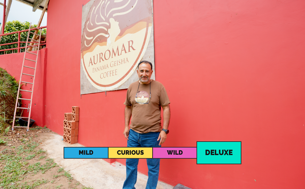 LIMITED | PANAMA | Finca Auromar | Geisha | Washed
