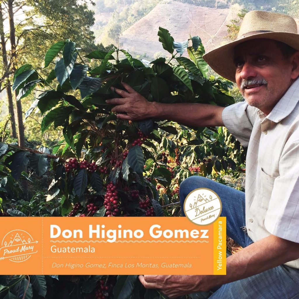 Guatemala | Don Higinio Gomez | Yellow Pacamara | WASHED