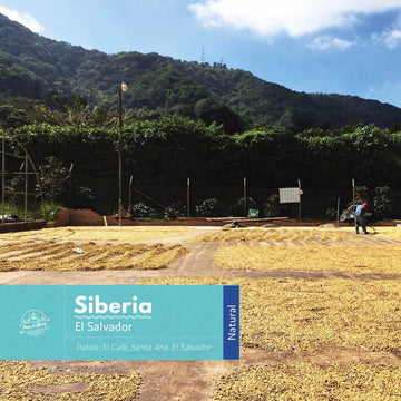 El Salvador | Siberia | Red Bourbon | Natural | Filter