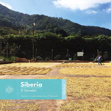 El Salvador | Siberia | Red Bourbon | Washed | Espresso