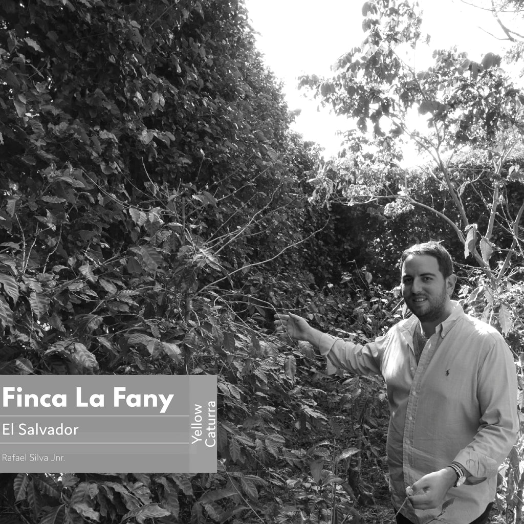 El Salvador | Finca La Fany (2018) | Yellow Caturra | Natural