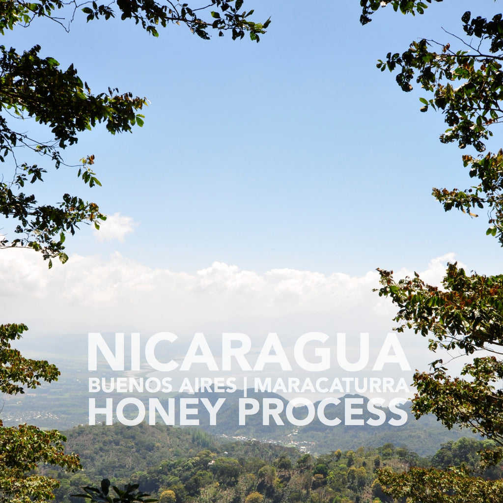 Nicaragua | Buenos Aires | Maracaturra | Honey