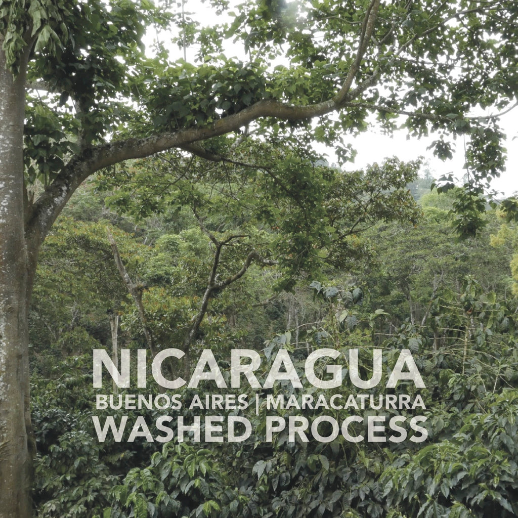 Nicaragua | Buenos Aires | Maracaturra | Washed