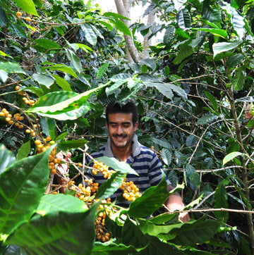 HONDURAS | Nahun Fernandez | Yellow Catuai | Washed