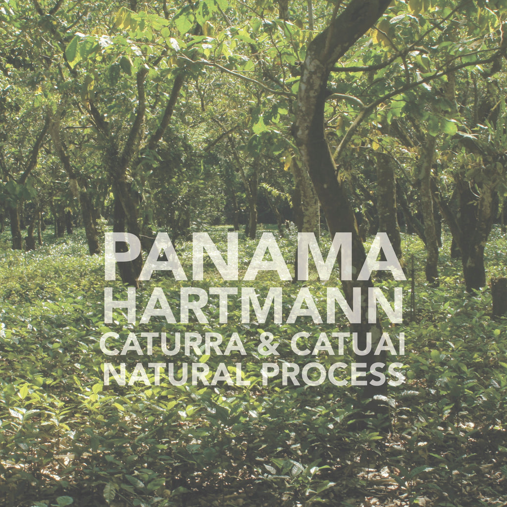 Panama | Finca Hartmann (2018) | Caturra & Catuai | Natural