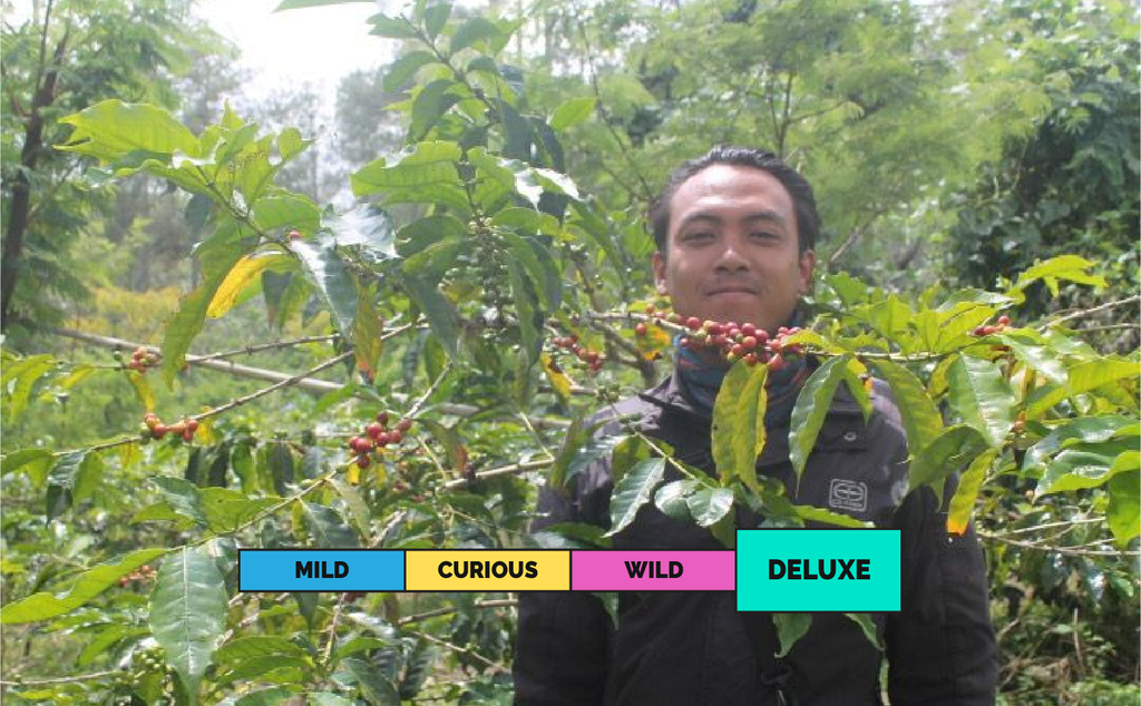 LIMITED | INDONESIA | Ijen Lestari | COE#4 | USDA | Natural