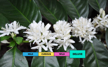 LIMITED | PANAMA | Hacienda Esmeralda | Jaramillo | Geisha | Washed